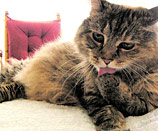 Gato feliz con CatGenie
